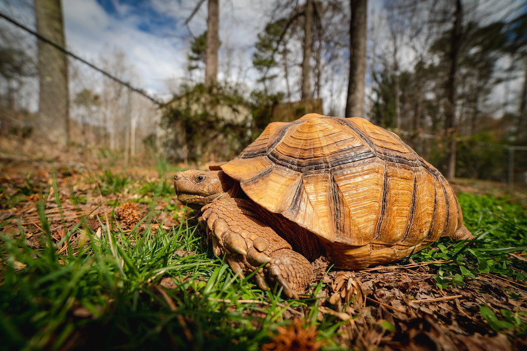 Sulcata tortoise nice weather means grazing on fresh grass… Greg