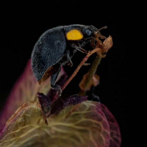 Yellowshouldered Ladybird, Apolinus lividigaster. Sydney … Flickr