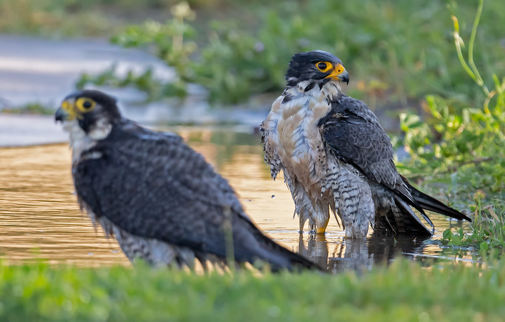 Spish splash, I was taking a bath. Tuzee taking a bath wit… Flickr