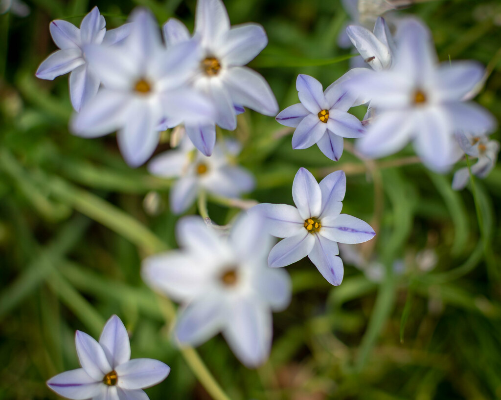 Spring Starflower. Mount Holly Cemetery. Little Rock. Arka… Flickr