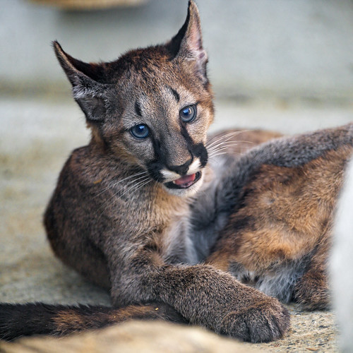 A cute puma cub The second and last puma cub picture of th… Flickr