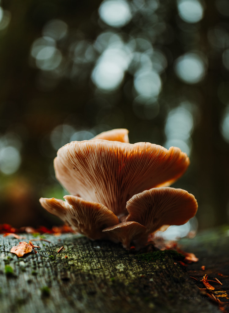 Symbiosis Zeiss Milvus 35mm F 1 4 Distagon Robert Lindholm Flickr