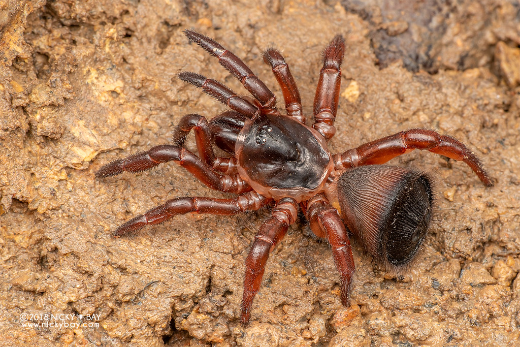 Corklid trapdoor spider (Cyclocosmia sp.) DSC_0958 Flickr