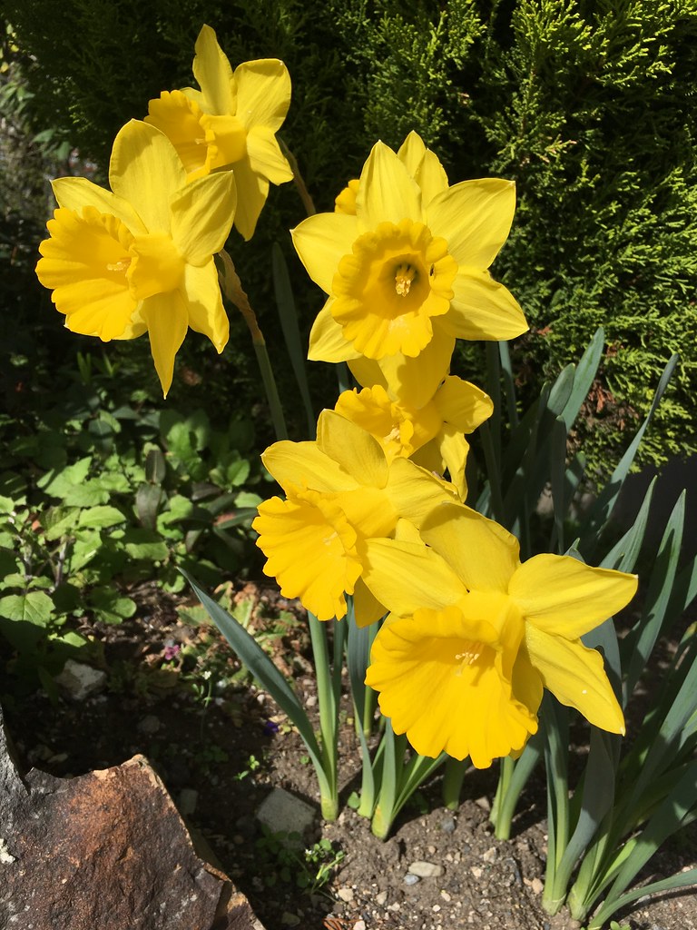daffodils are big in the neighborhood and area, Seattle Flickr