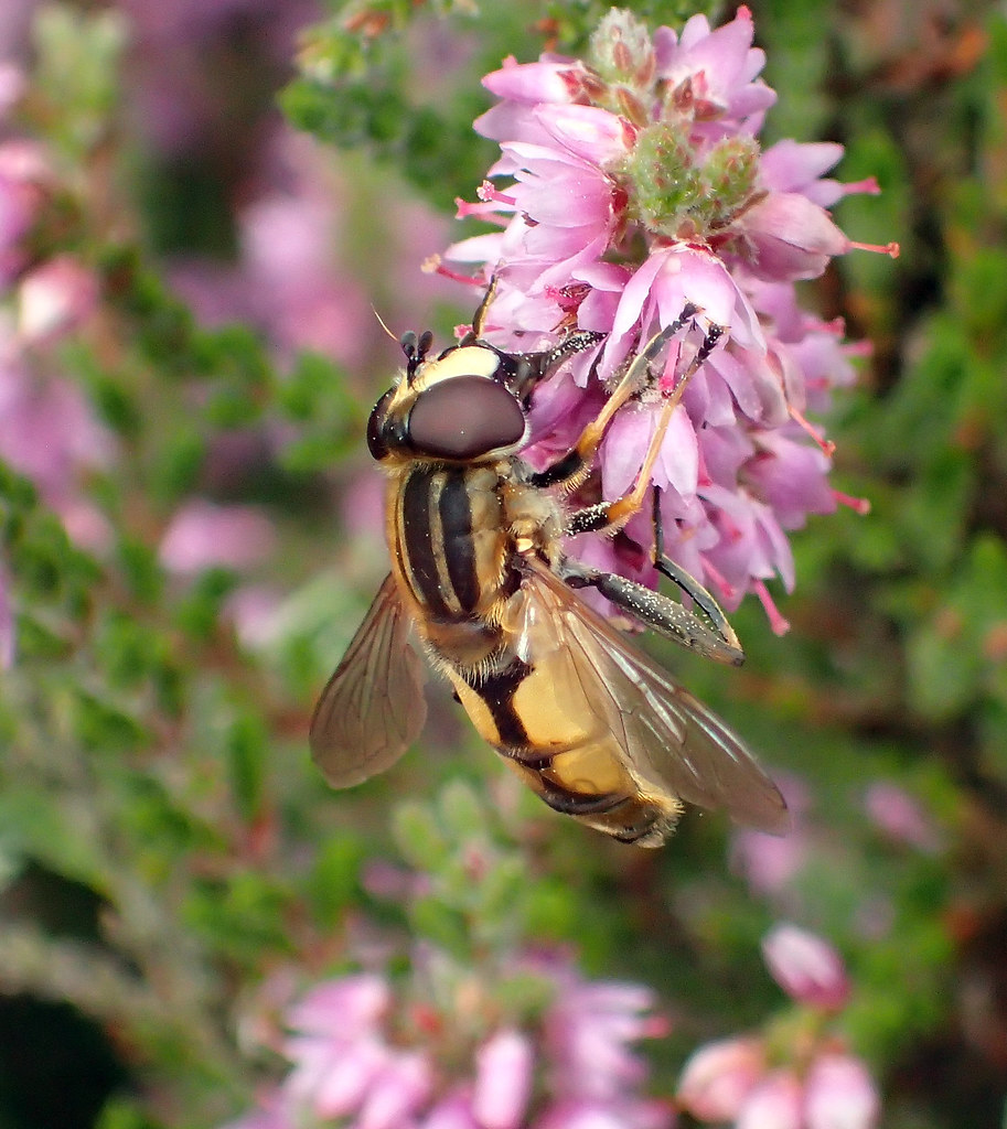 Helophilus hybridus male Brownhills, Staffordshire 2018a… Flickr