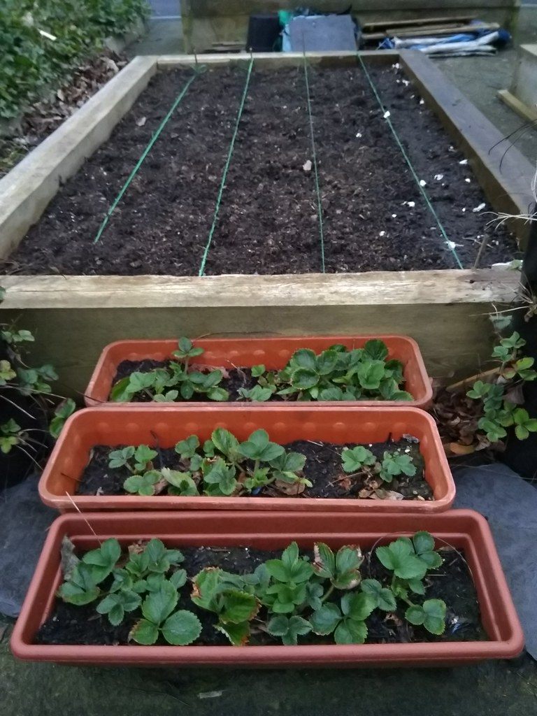 Strawberry Plants After Winter My QVC Garden3019 Strawber… Flickr