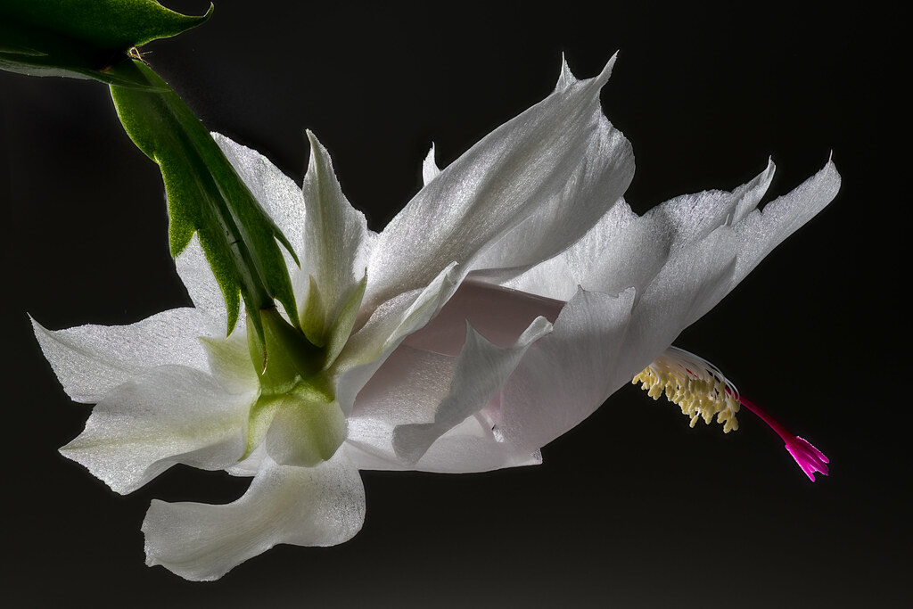 White Flower of a Christmas Cactus Schlumbergera Bernd Thaller Flickr