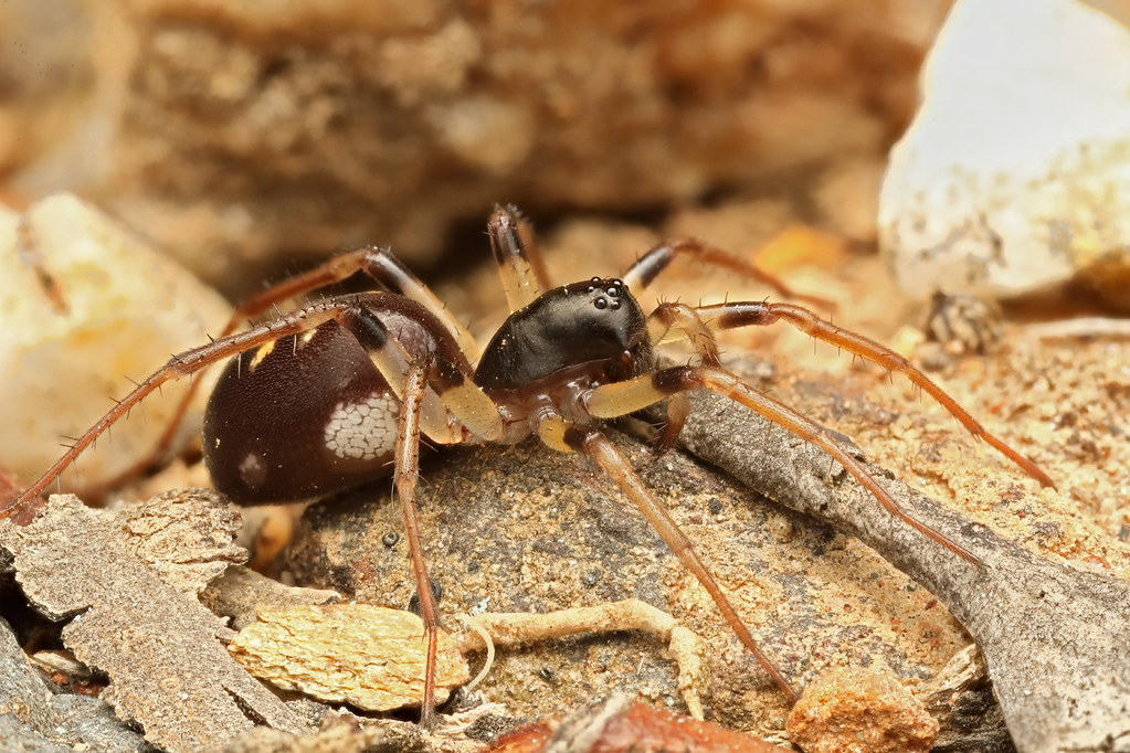 Anteating Spider Habronestes sp? Strangways, Vic