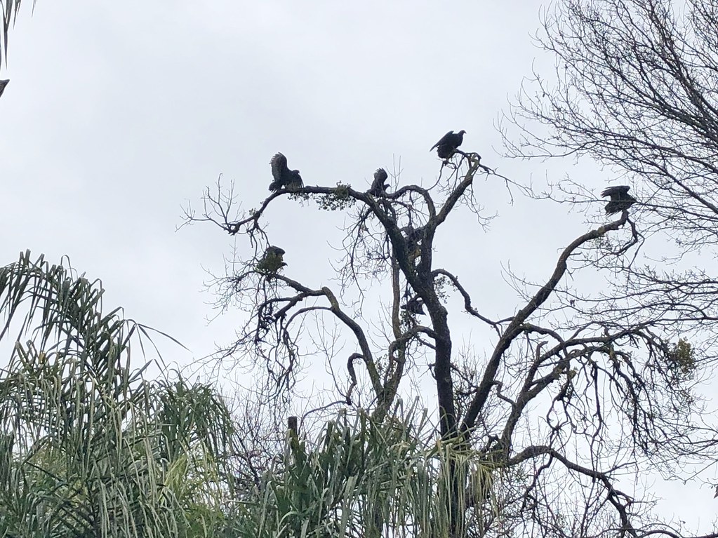 TURKEY VULTURES DRYING THEIR WINGS IN MY BACKYARD ON A RAI… Flickr