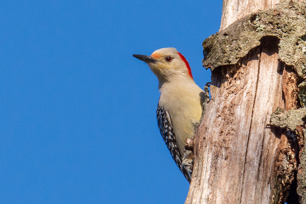 Woodpeckers Flickr