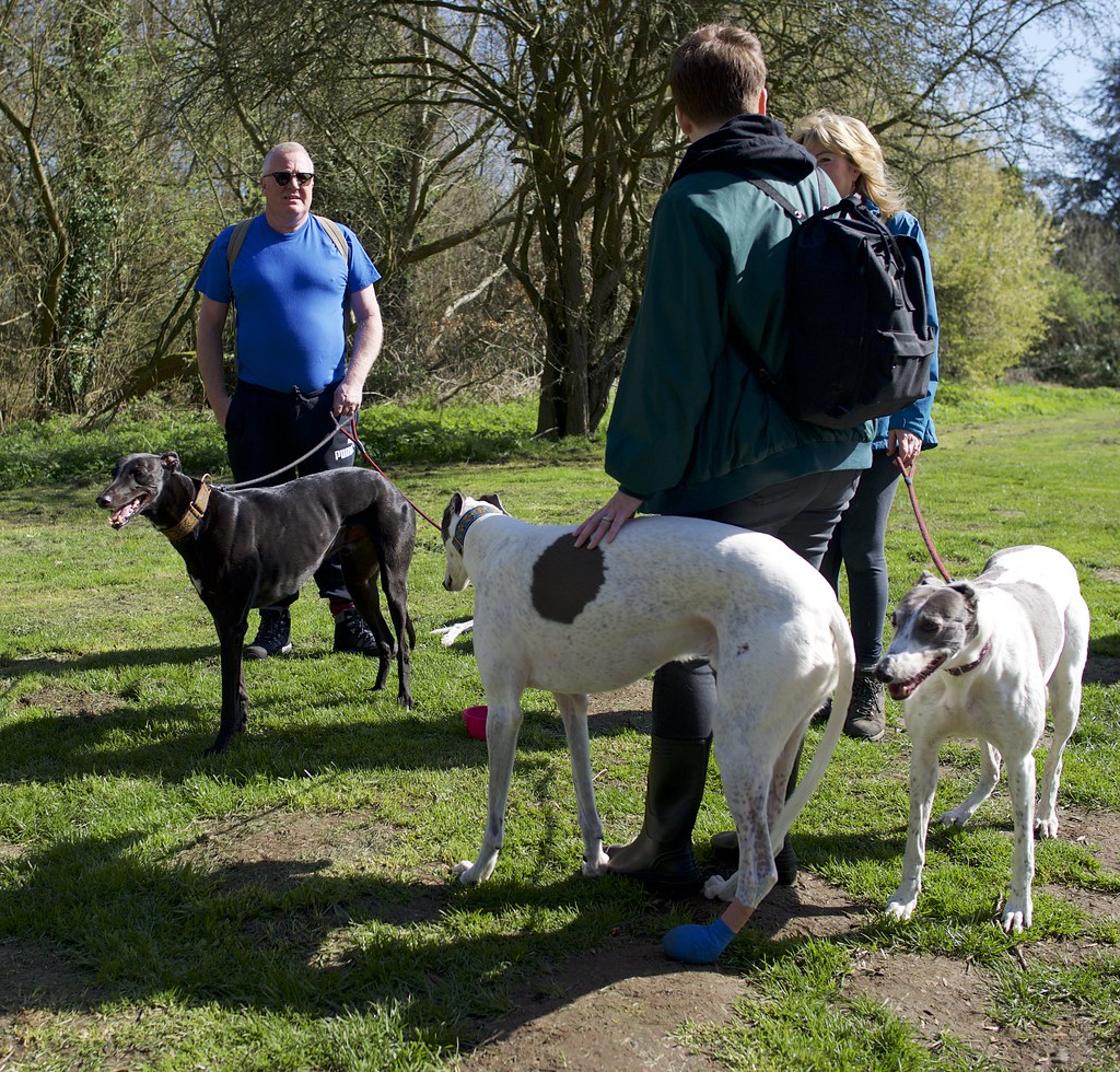 Greyhound Walkers Social The Aquadrome, Rickmansworth, Her… Flickr