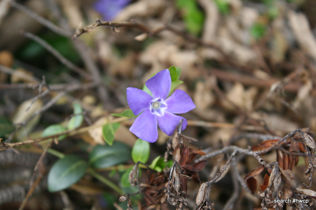 common periwinkle plant (Vinca minor) Severalls