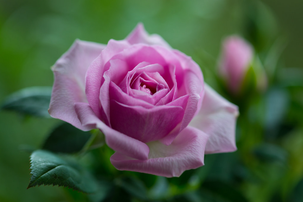 rose 1711 | Junji Aoyama | Flickr