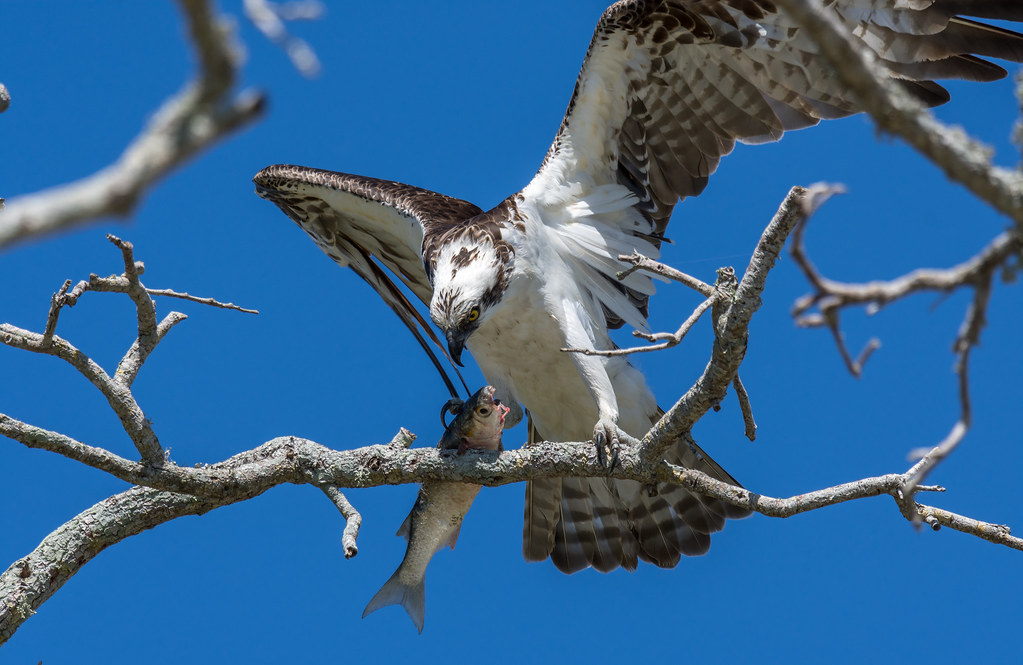 Osprey in Merritt Island National Wildlife Refuge, Florida… Flickr