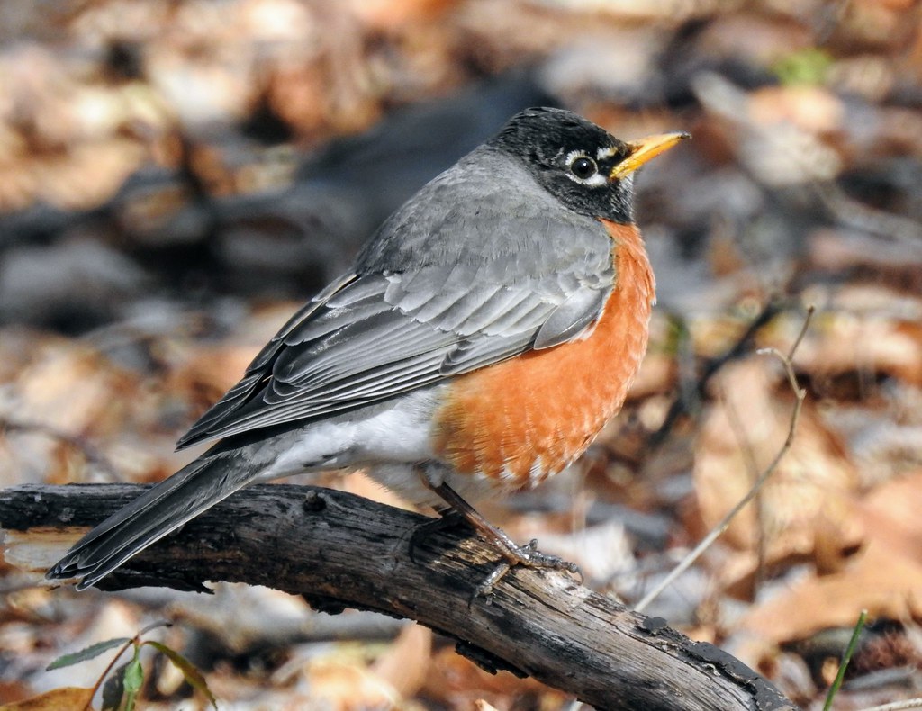 American Robin in large flock of juncos and robins foragin… Flickr