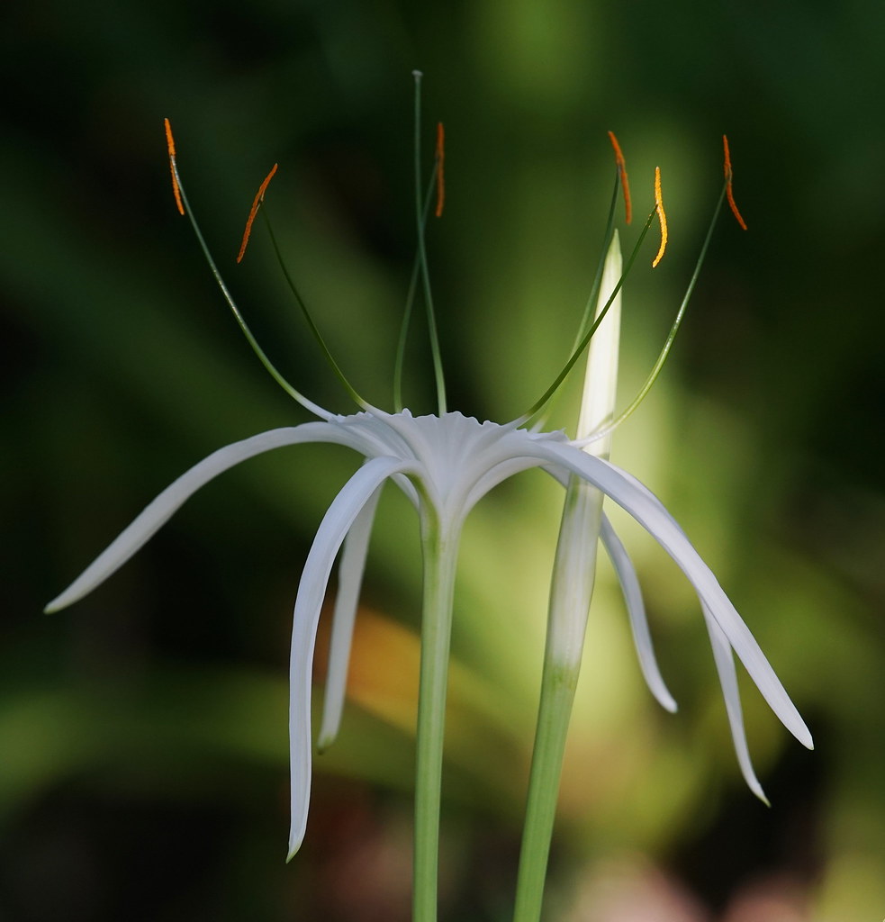 Roma Street Parkland Flowers interestedbystandr Flickr