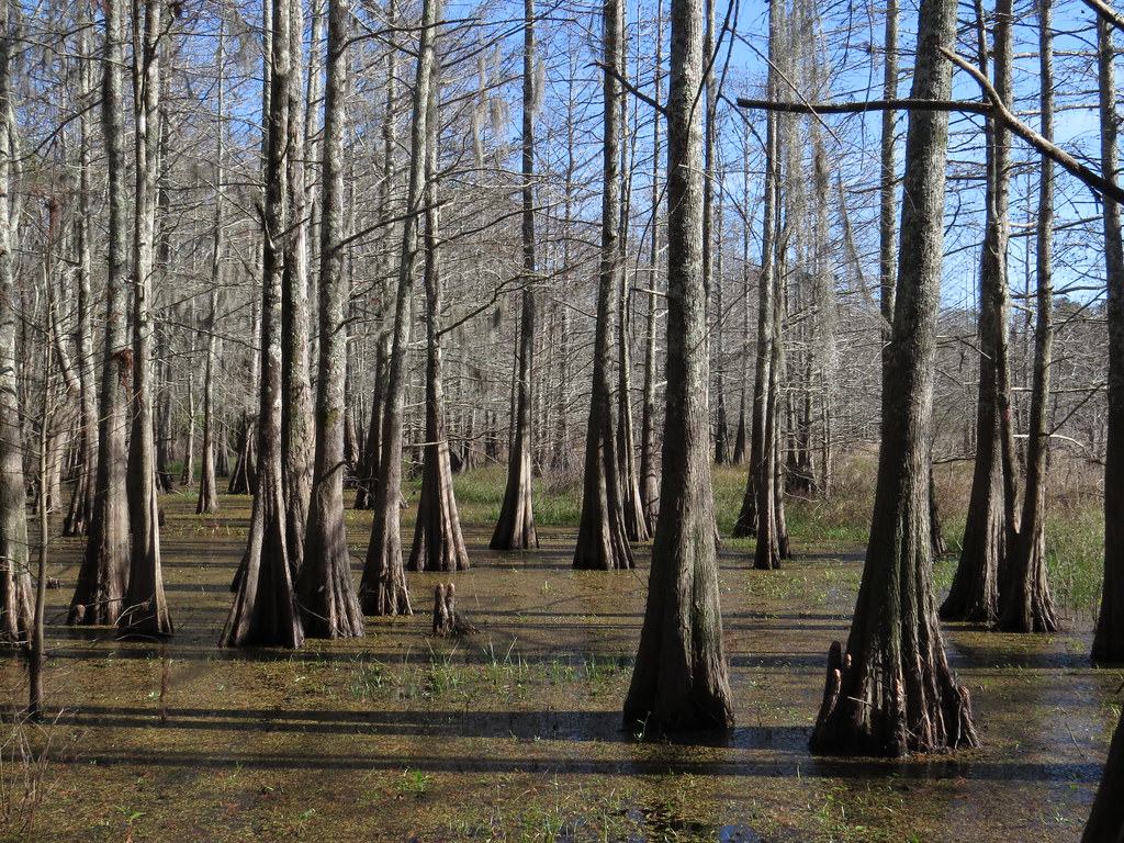 Bogue Chitto NWR9477 Bogue Chitto National Wildlife Refug… Flickr