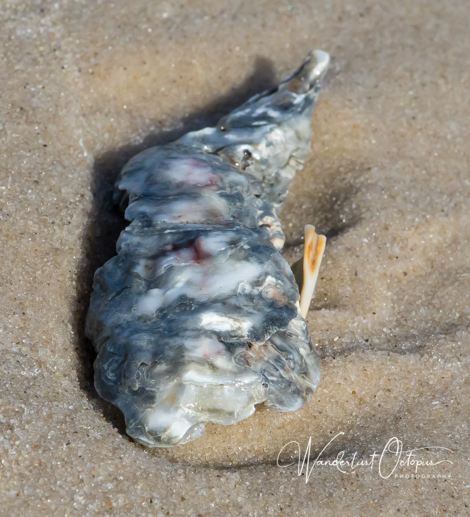 Eastern Oyster Shell j. elizabeth clark / liz summit Flickr