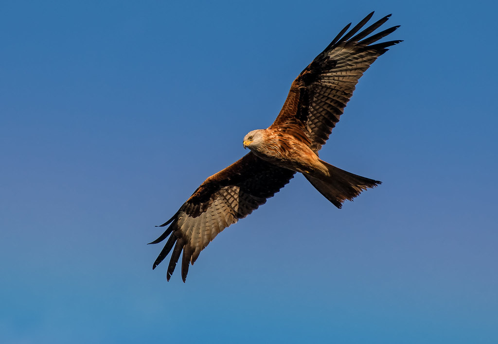 Harewood RedKite Red Kite, taken at Harewood, near Leeds,… Flickr