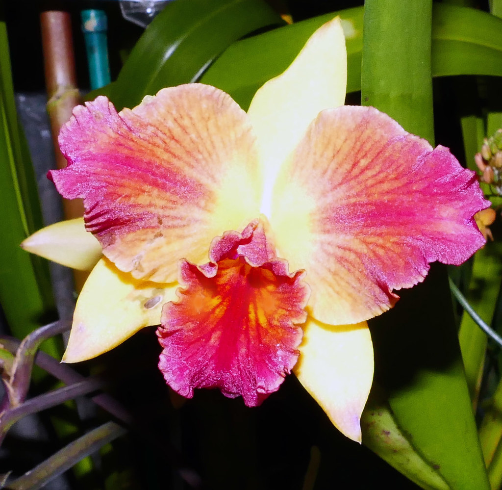 Cattleya Orchids For Sale