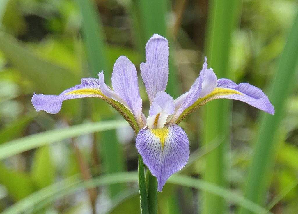Pale purple Louisiana Iris blooming in the swamp Harmony, … Flickr