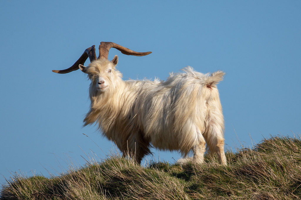 Kashmiri Goats on the Great Orme Steve Samosa Photography Flickr