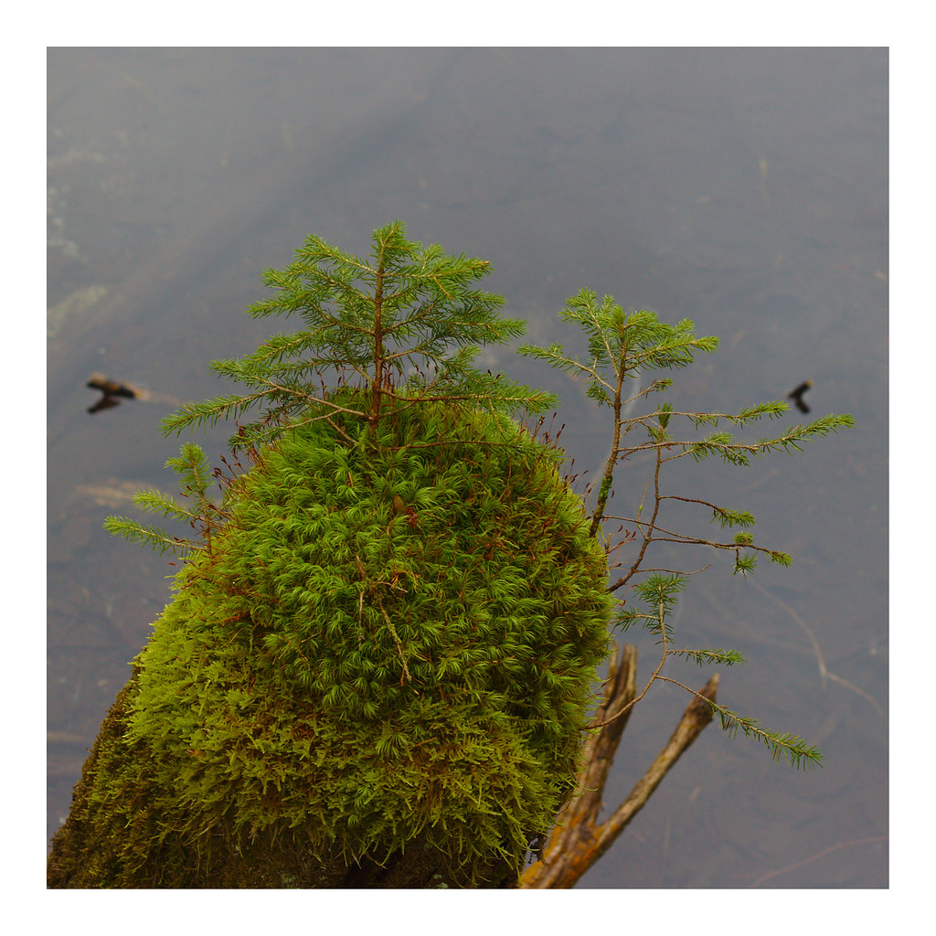 growth a fir tree growing at a trunk. incredibly how the n… Flickr