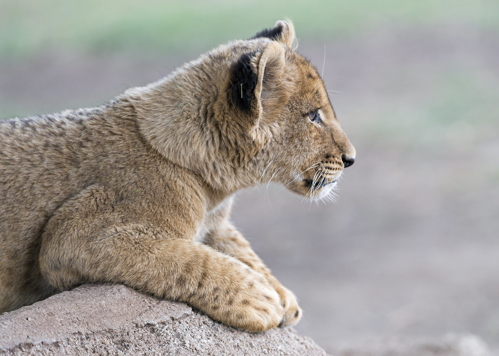 Profile of a lion cub This time a "normal colored" lion cu… Flickr