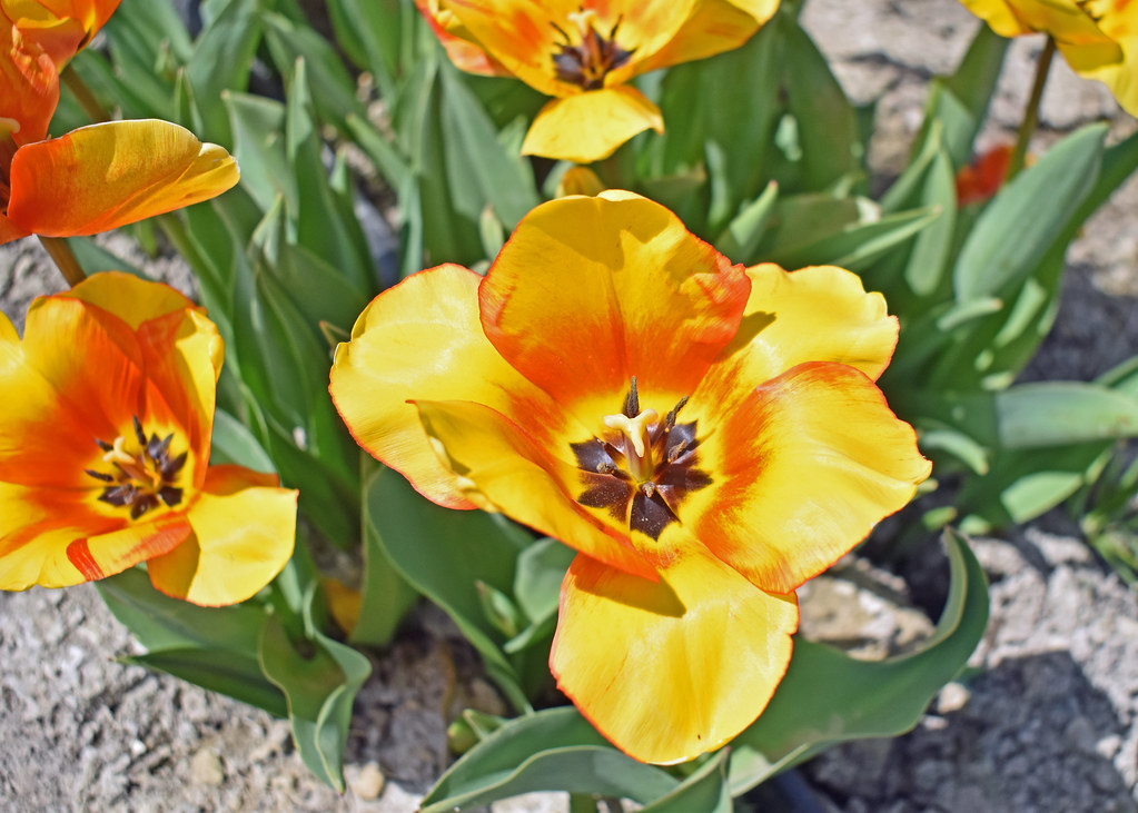 Poston Gardens Tulip Fields, Waxahachie, TX digitaljp Flickr