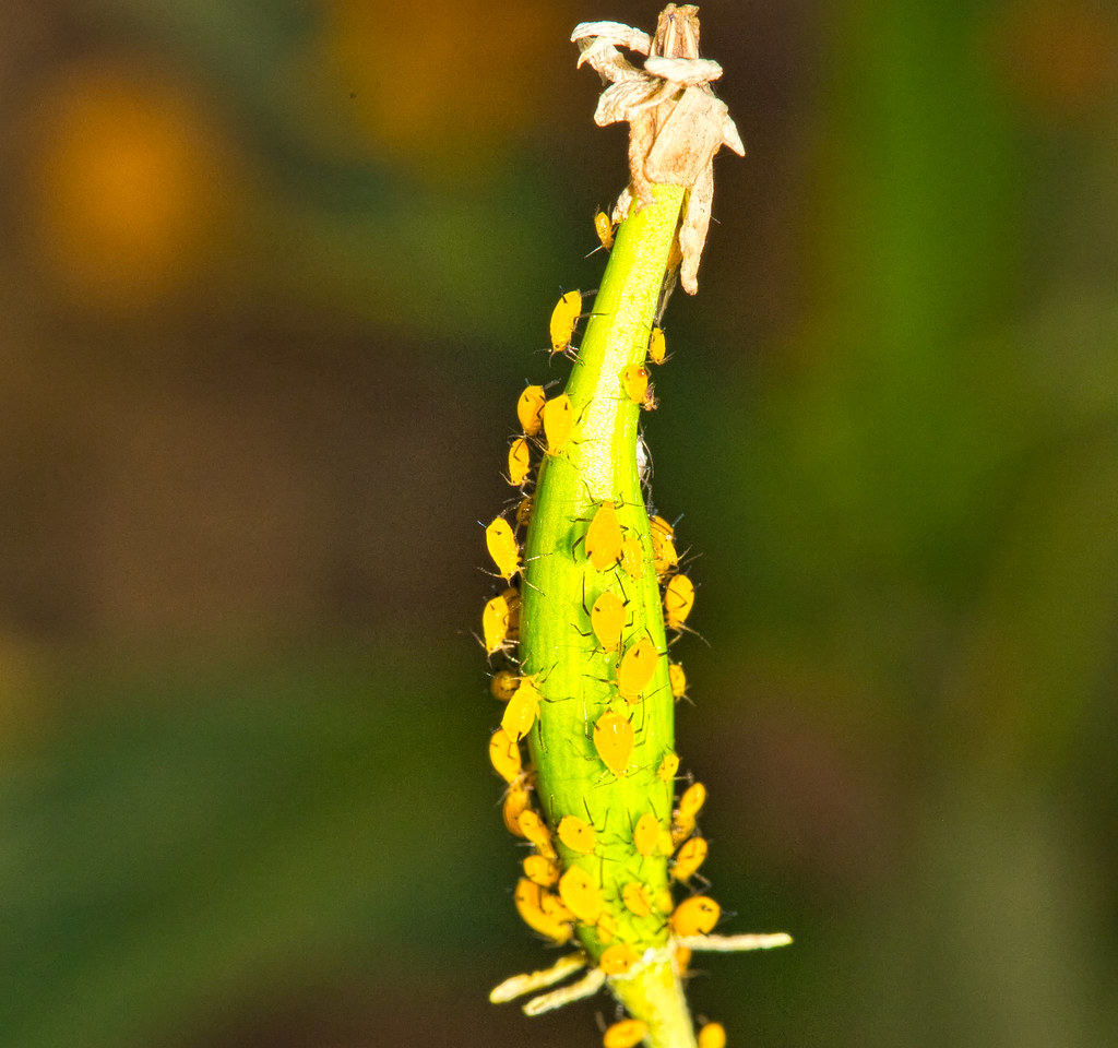 Aphids. Warm winter in Plant City,FL. DAVID S. FERRY III Flickr