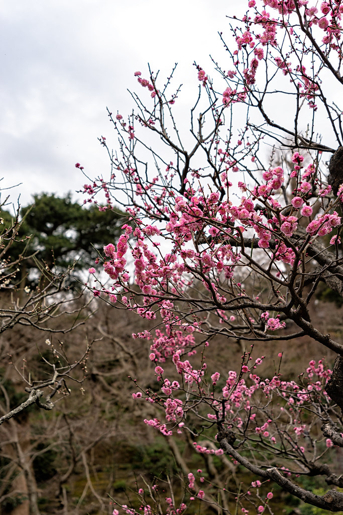 The flower that smells the sweetest is shy and lowly Flickr