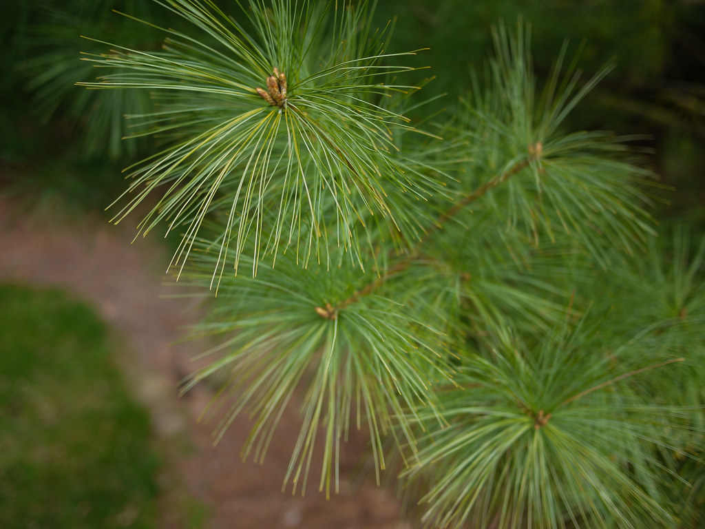 Pinus strobus 'Golden Candles' White Pine PLTD 1994 Flickr