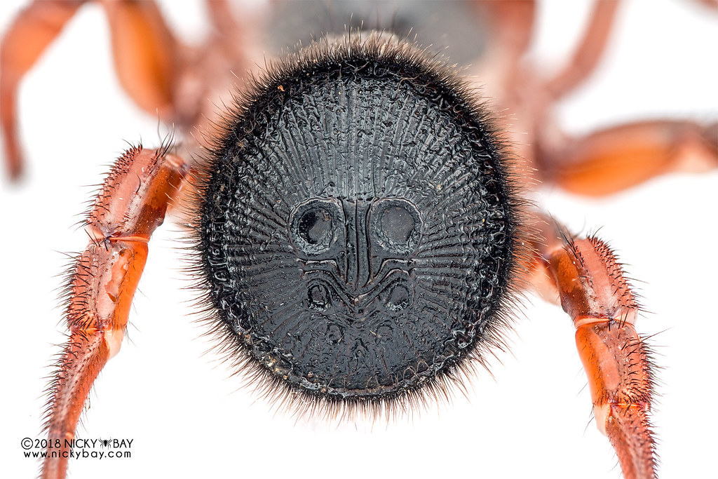 Corklid trapdoor spider (Cyclocosmia sp.) DSC_0900 Flickr