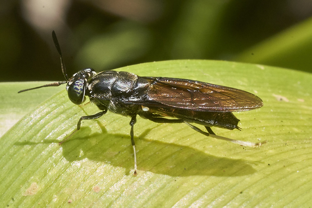 Female Black Soldier Fly _DSC6512 Note 'tramsparent' panel… Flickr