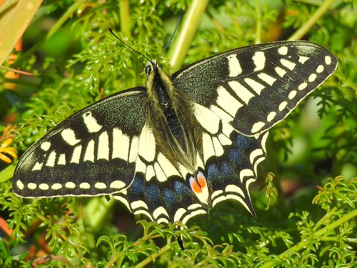 Maltese Swallowtail Butterfly (Papilio machaon melitensis