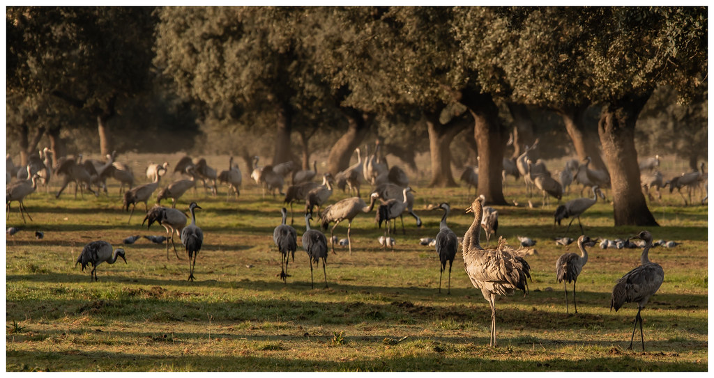 The True Definition of Flock Kevin Flickr