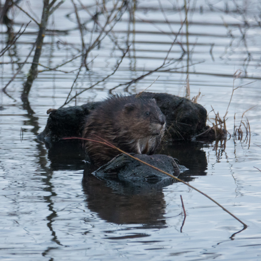 Sauvie Island Muskrat Eric Gropp Flickr