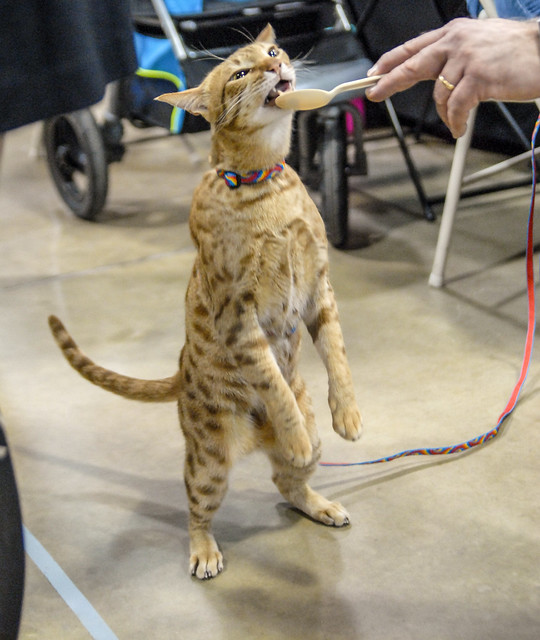 Flickriver Most interesting photos tagged with timoniumfairgrounds