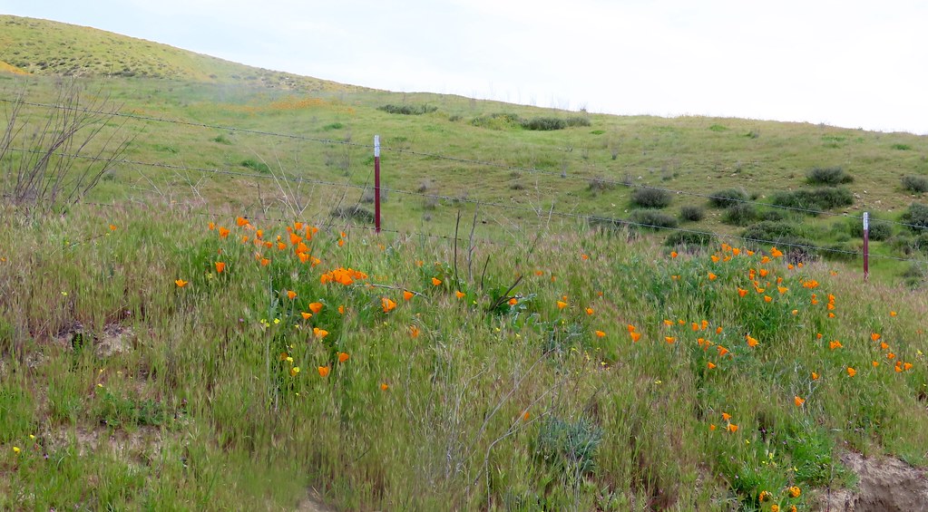 San Juan / Shandon Road, Shandon, CA San Juan / Shandon Ro… Flickr