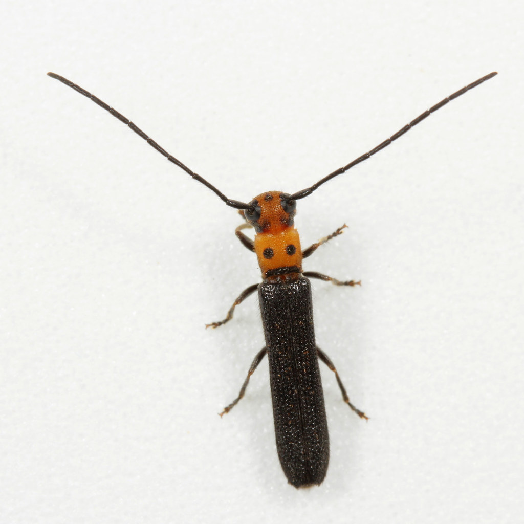 Bright little borer beetle Raspberry Cane Borer Oberea p… Flickr