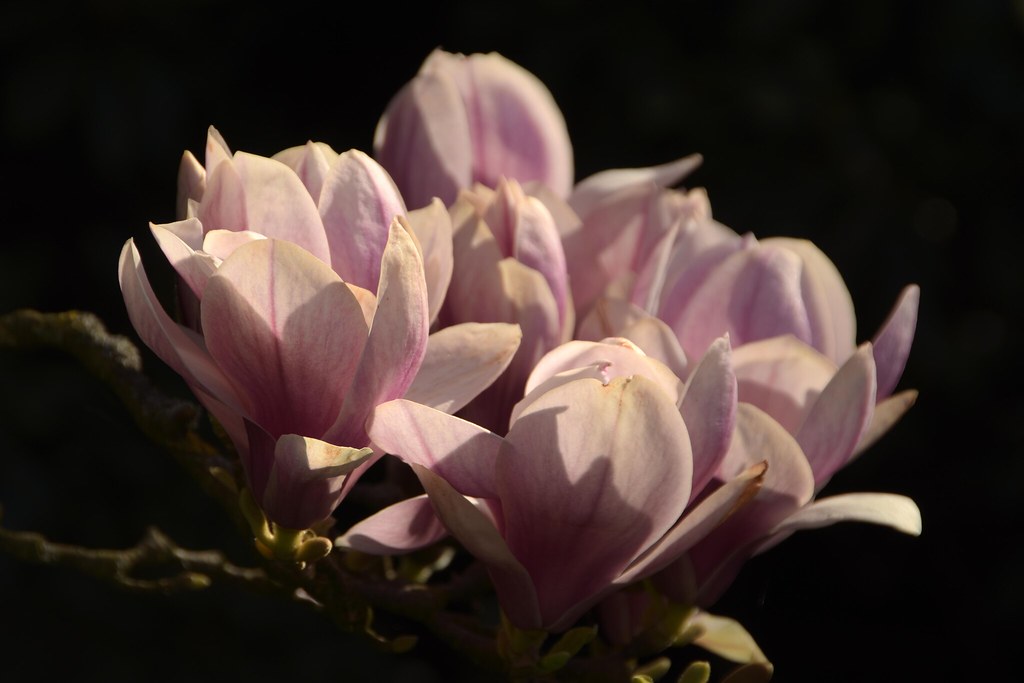 Magnolien Bremen Bürgerpark Beautiful Flowers with quote… Flickr