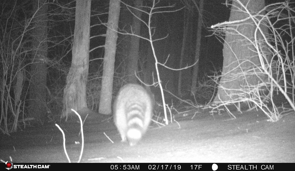 Raccoon Home, Belchertown, MA, Feb 17, 2019 parulidaephotos Flickr