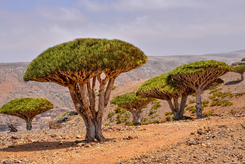 Dragon's Blood Trees Socotra Island, Yemen Rod Waddington Flickr