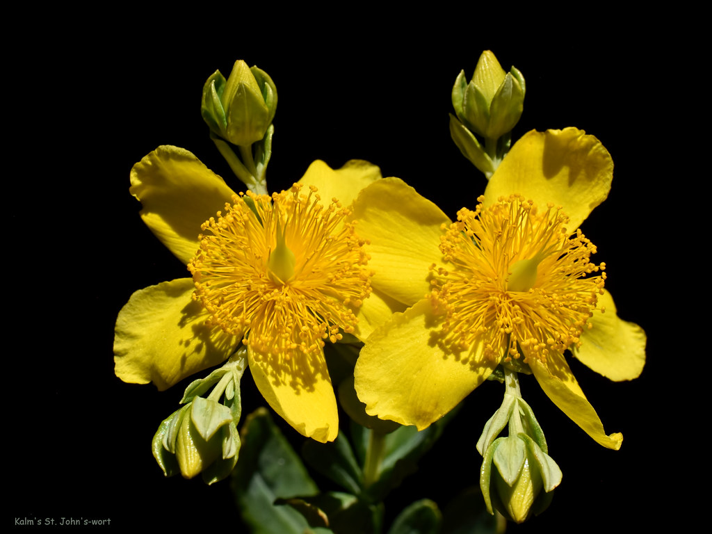Kalm's St. John'swort, Hypericum kalmianum Hypericaceae… Flickr
