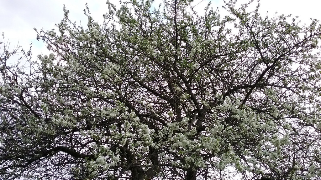 the old plum tree There are two plum trees, to keep one an… Flickr