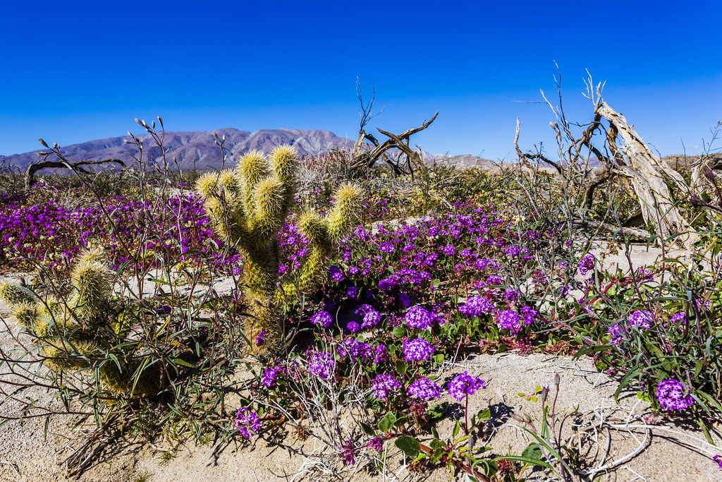 Southern AnzaBorrego Desert Wildflowers 2019 Early season… Flickr