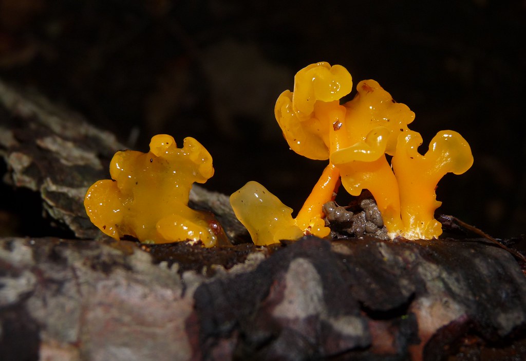 Orange Jelly Mushroom Dacrymyces palmatus Jelly is a bit o… Flickr