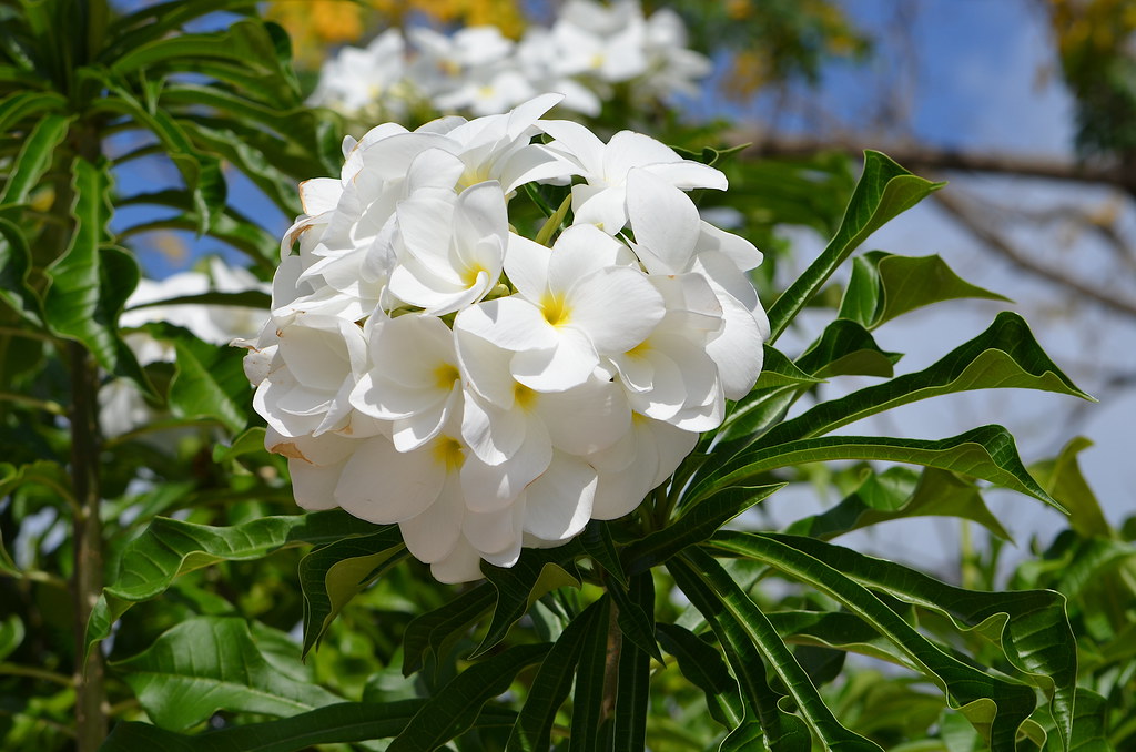 Roatan Flowers Flowers at Mahogany Bay, Roatan, Honduras. Neal Flickr