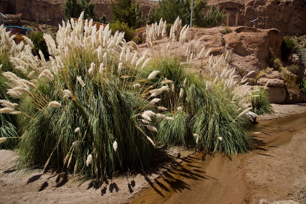 Planta Del Altiplano. Cola De Zorro (Cortaderia Especiosa)… | Flickr