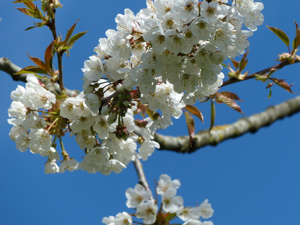 Wild Cherry Tree Wild cherry tree flowering in my garden. Marit